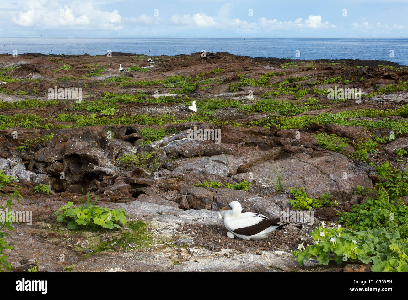 Paysage d'oiseaux nicheurs sur Genovesa Tower Island, îles Galapagos, Equateur Banque D'Images