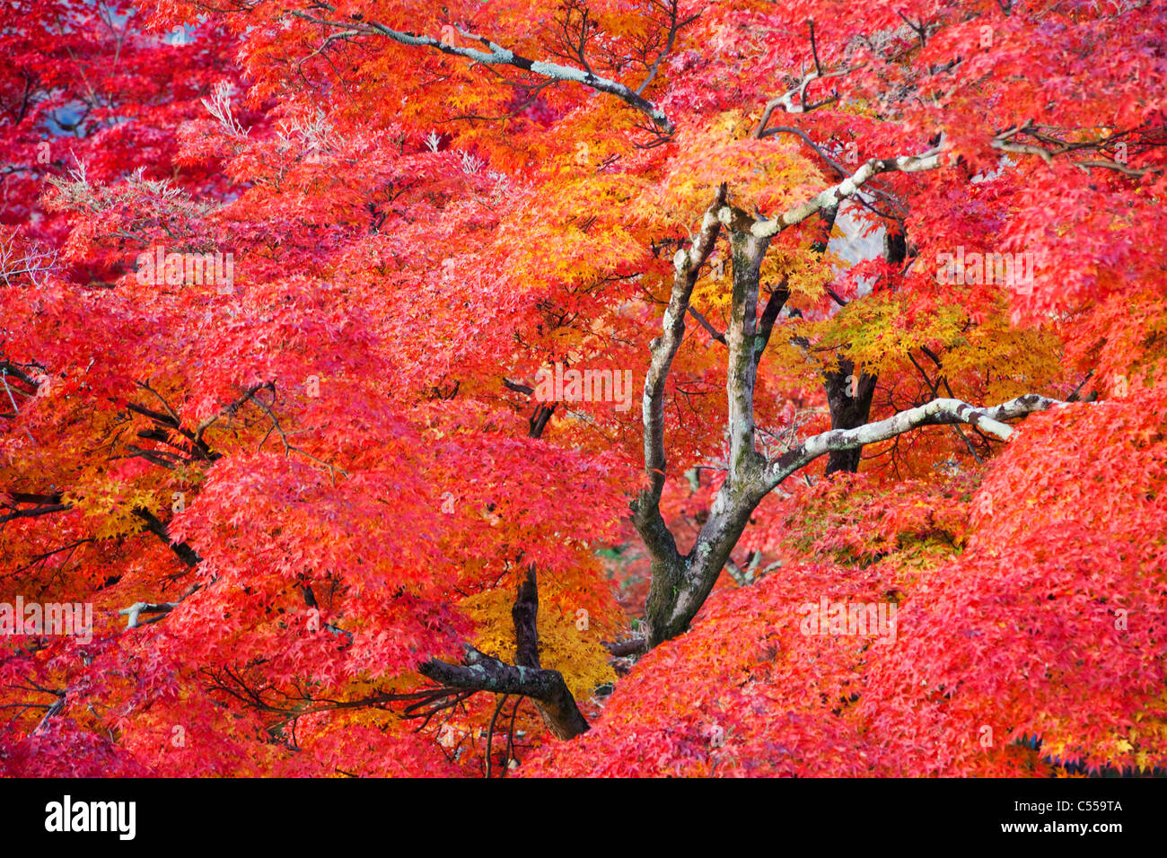 Feuilles d'érable sur un arbre, Adashino-Nenbutsu-ji, Arashiyama, Kyoto Prefecture, Kinki Region, Honshu, Japan Banque D'Images