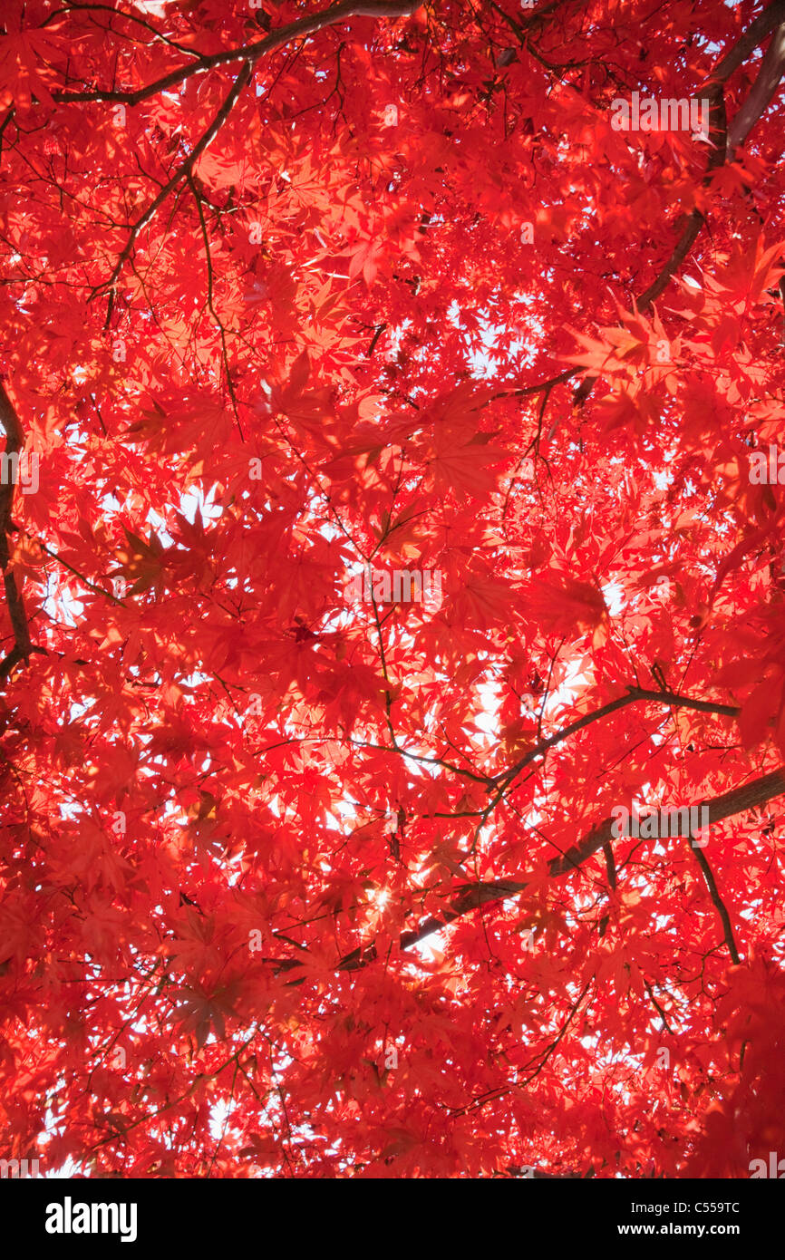 Feuilles d'érable sur un arbre, Adashino-Nenbutsu-ji, Arashiyama, Kyoto Prefecture, Kinki Region, Honshu, Japan Banque D'Images