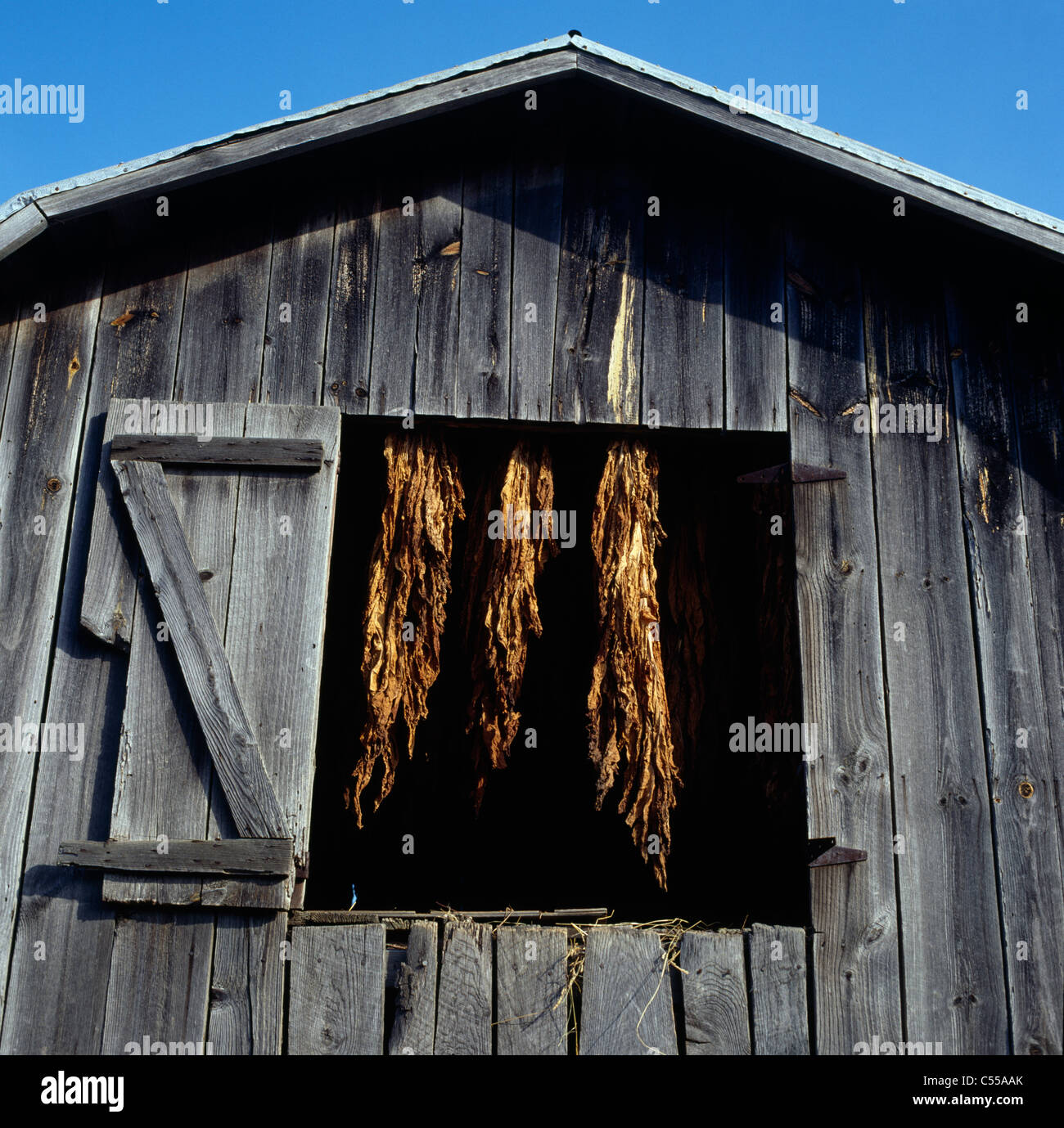 Le séchage du tabac dans une grange fenêtre, North Carolina, États-Unis Banque D'Images