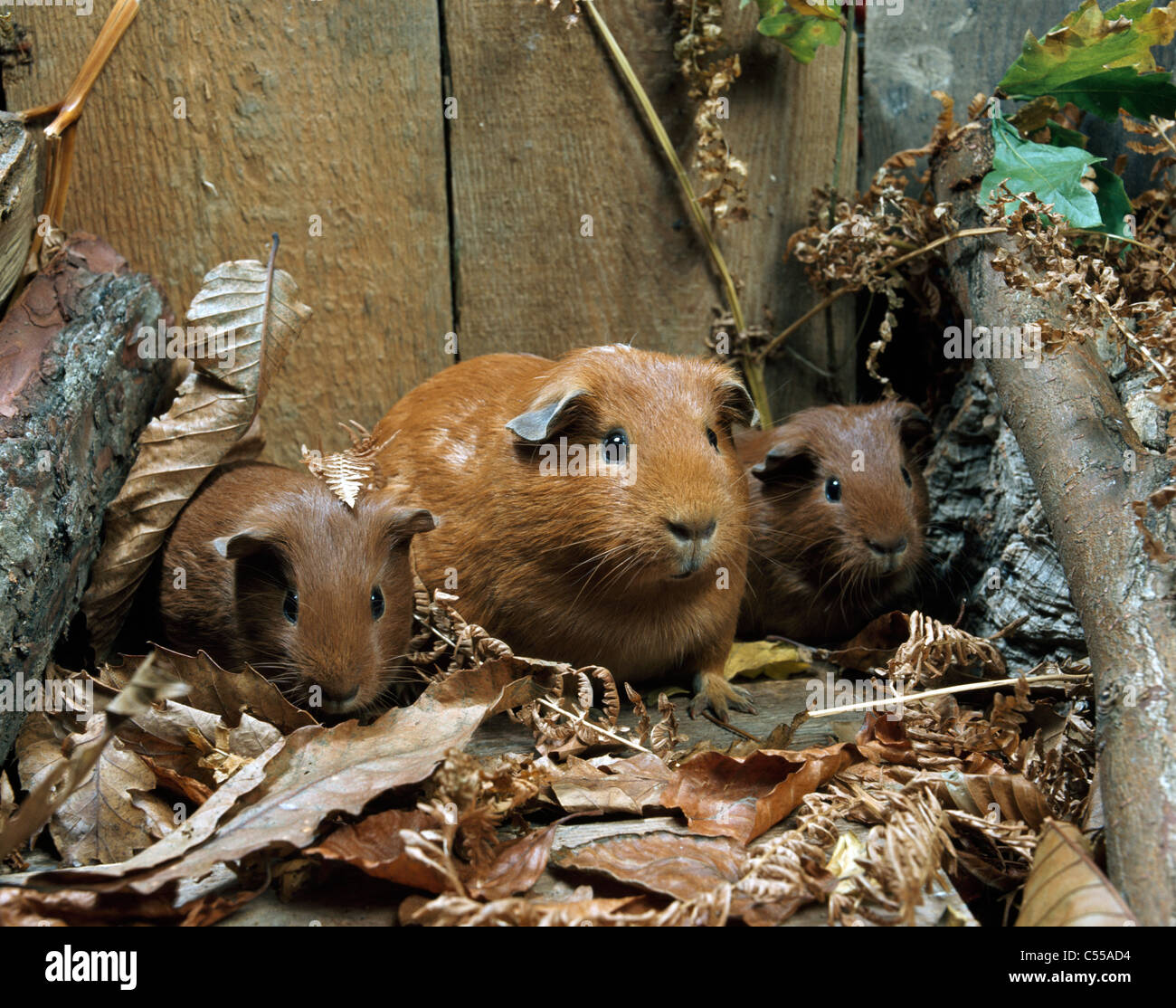 Cochons d’Inde Banque D'Images