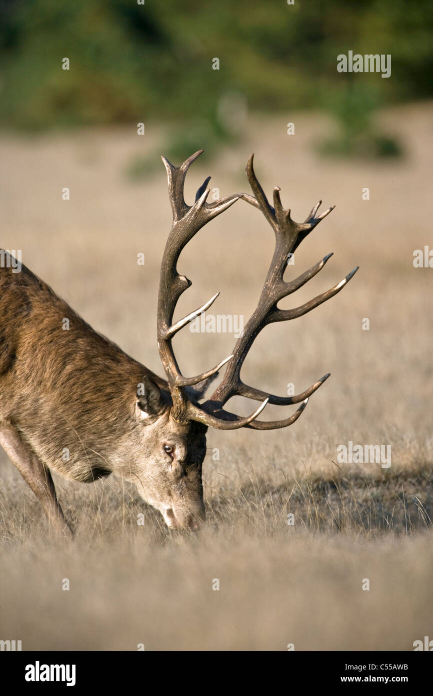 Les Pays-Bas, Otterlo, appelé parc national De Hoge Veluwe. Red Deer (Cervus elaphus). Banque D'Images