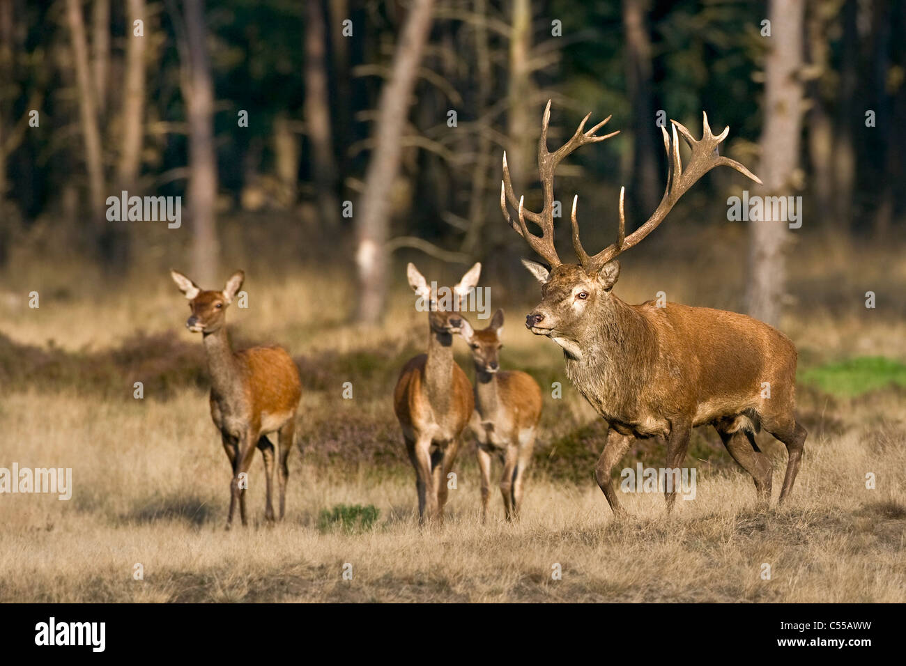 Les Pays-Bas, Otterlo, appelé parc national De Hoge Veluwe. Red Deer (Cervus elaphus). Banque D'Images