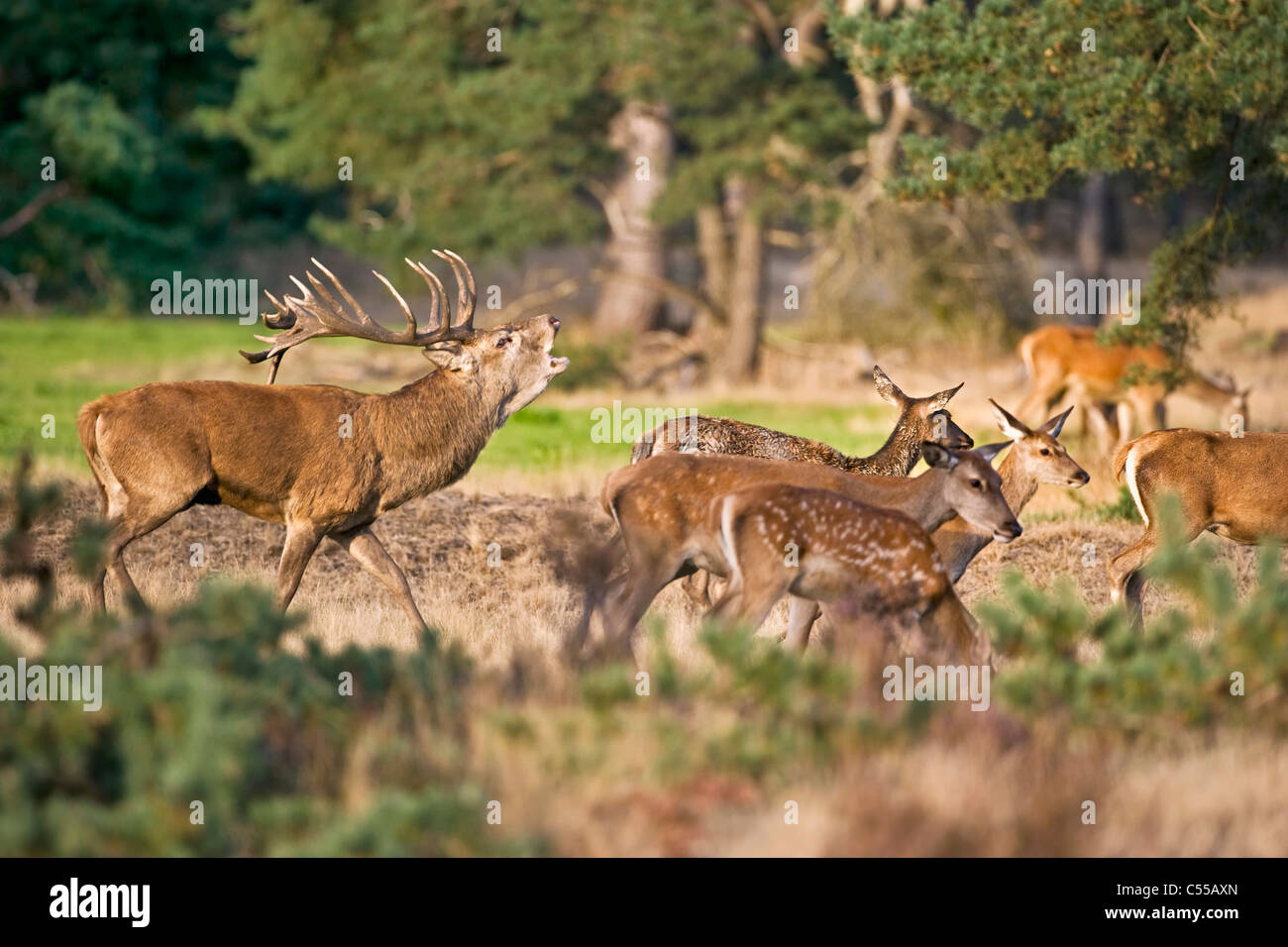 Les Pays-Bas, Otterlo, appelé parc national De Hoge Veluwe. Red Deer (Cervus elaphus). Banque D'Images