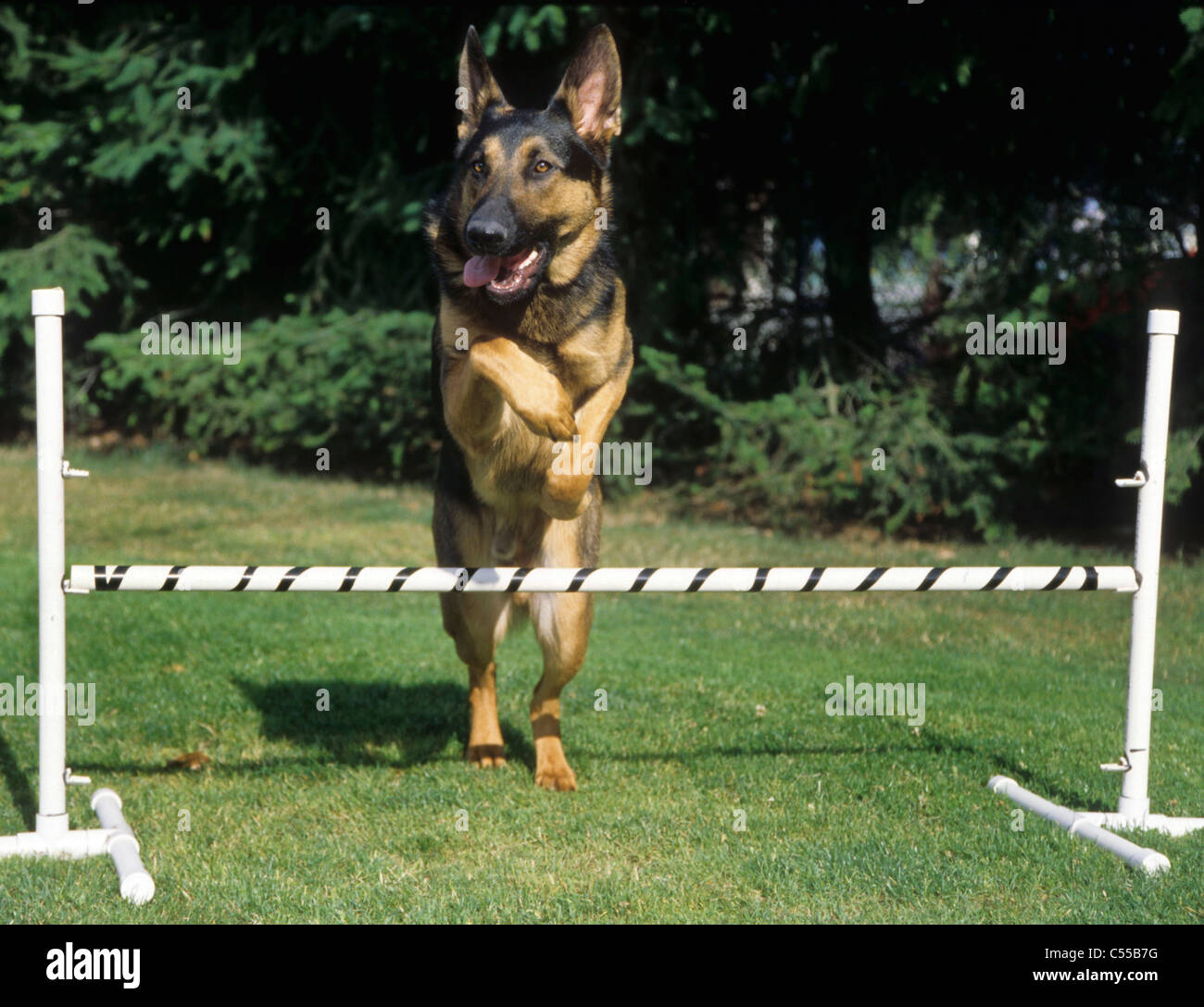 Berger Allemand Saute Chien Berger Allemand Qui Saute Sur Un Arbre Perdu En ForaÂªt Flou D