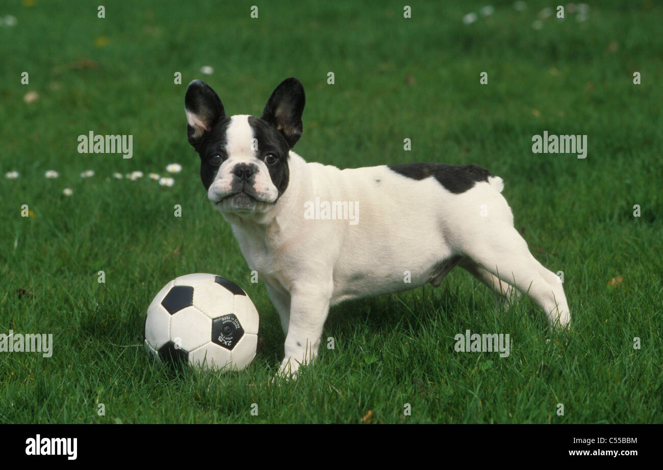 Portrait de Bouledogue Français avec football Banque D'Images