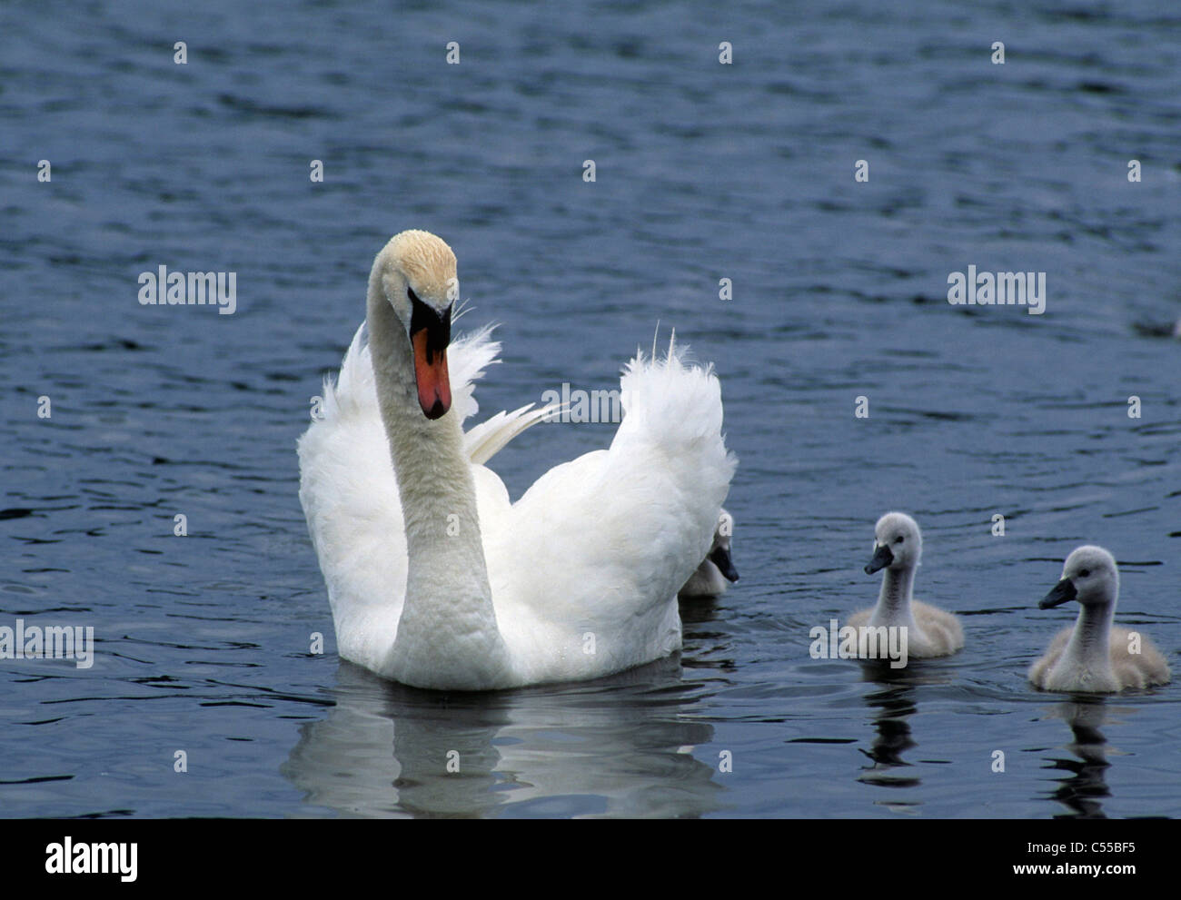 Swan avec sa cygnets dans un lac Banque D'Images