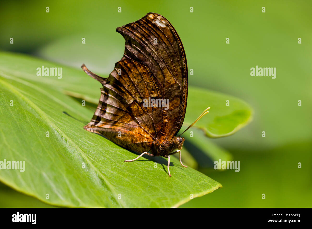 Tiger Leafwing (Consul fabius) papillon sur une feuille verte Banque D'Images