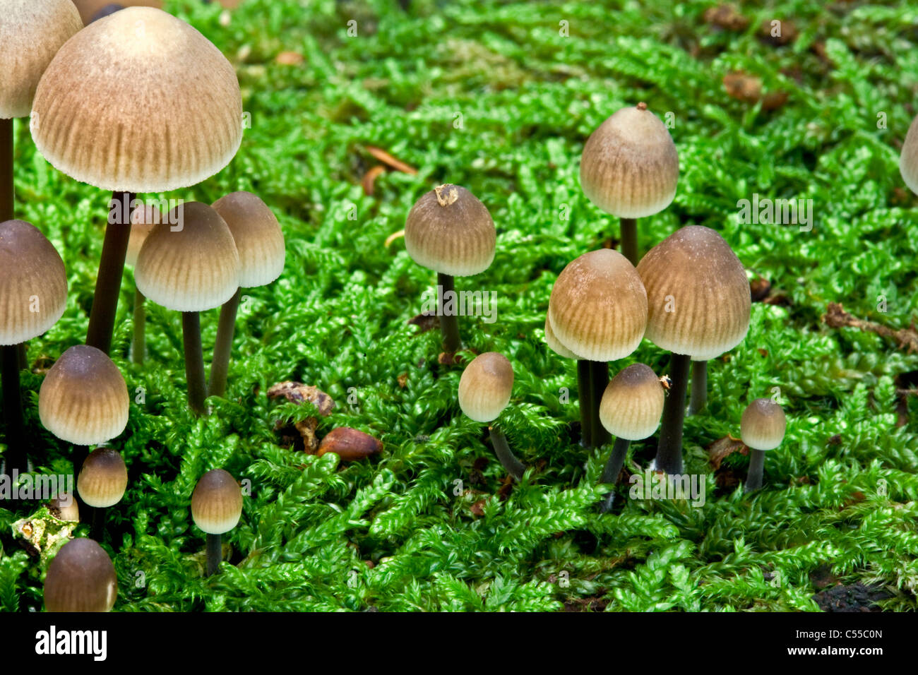 Les Pays-Bas, Winterswijk, Automne, champignons, champignons. Banque D'Images