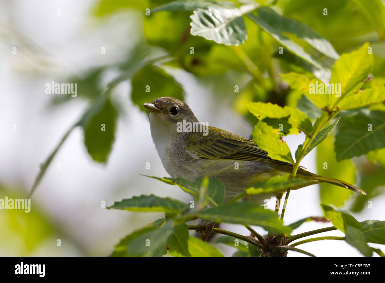 Darwin's Finch, îles Galapagos, Equateur Banque D'Images