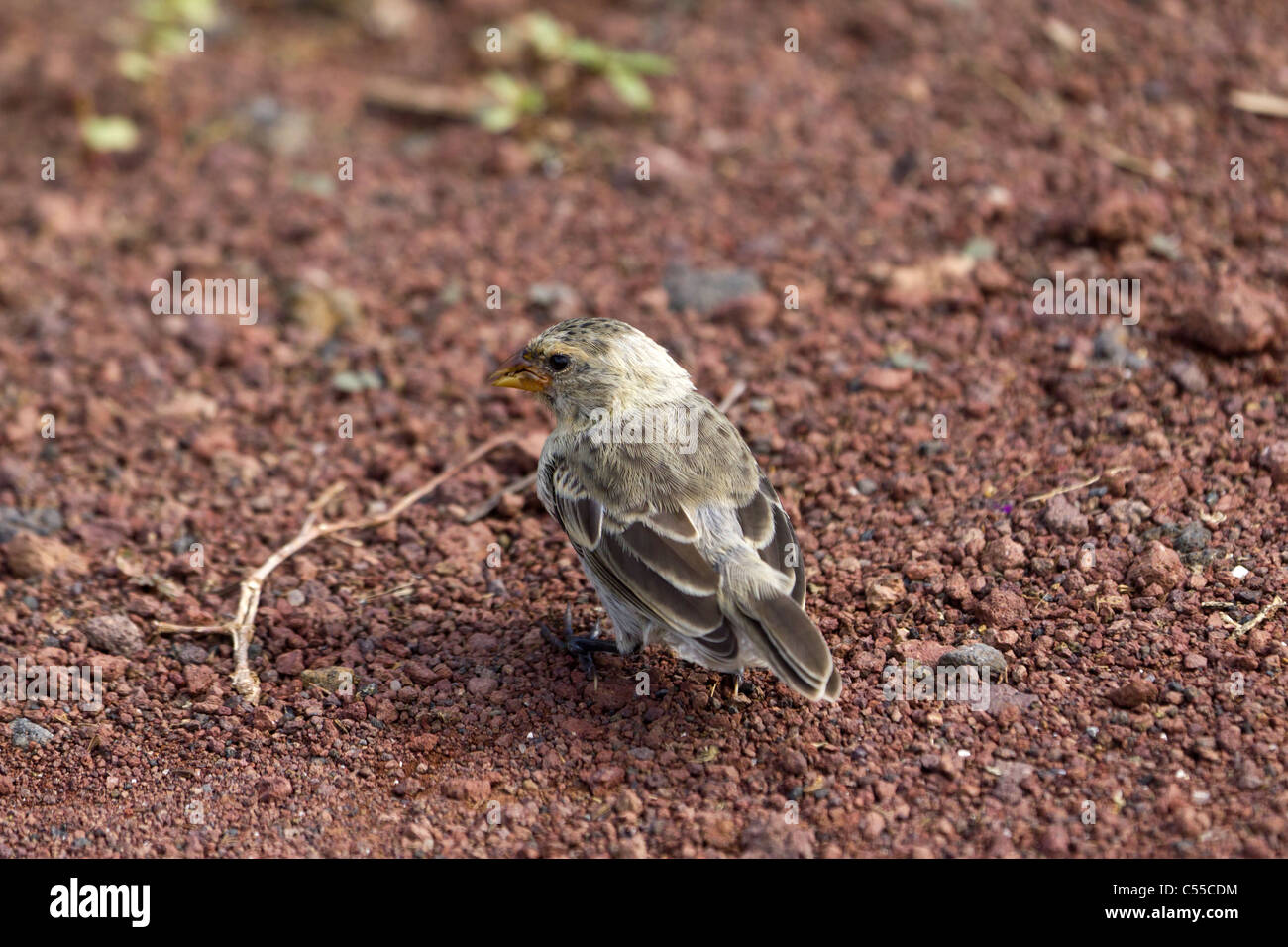 Darwin's Finch, îles Galapagos, Equateur Banque D'Images