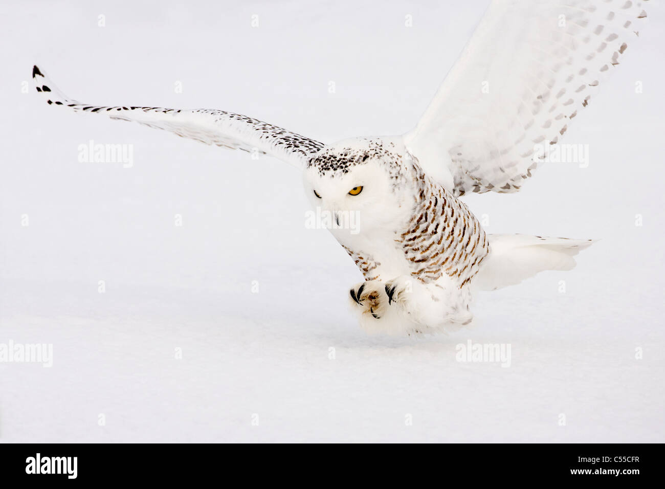 Le harfang des neiges (Nyctea scandiaca) chasse femelle Banque D'Images