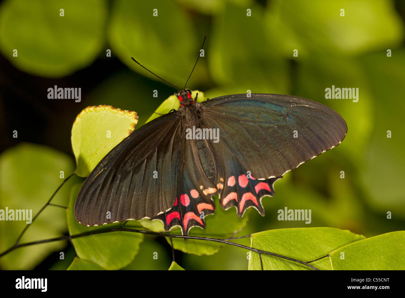 À POINTS ROSE Papillon Parides Cattleheart (laquelle Photinus) Banque D'Images