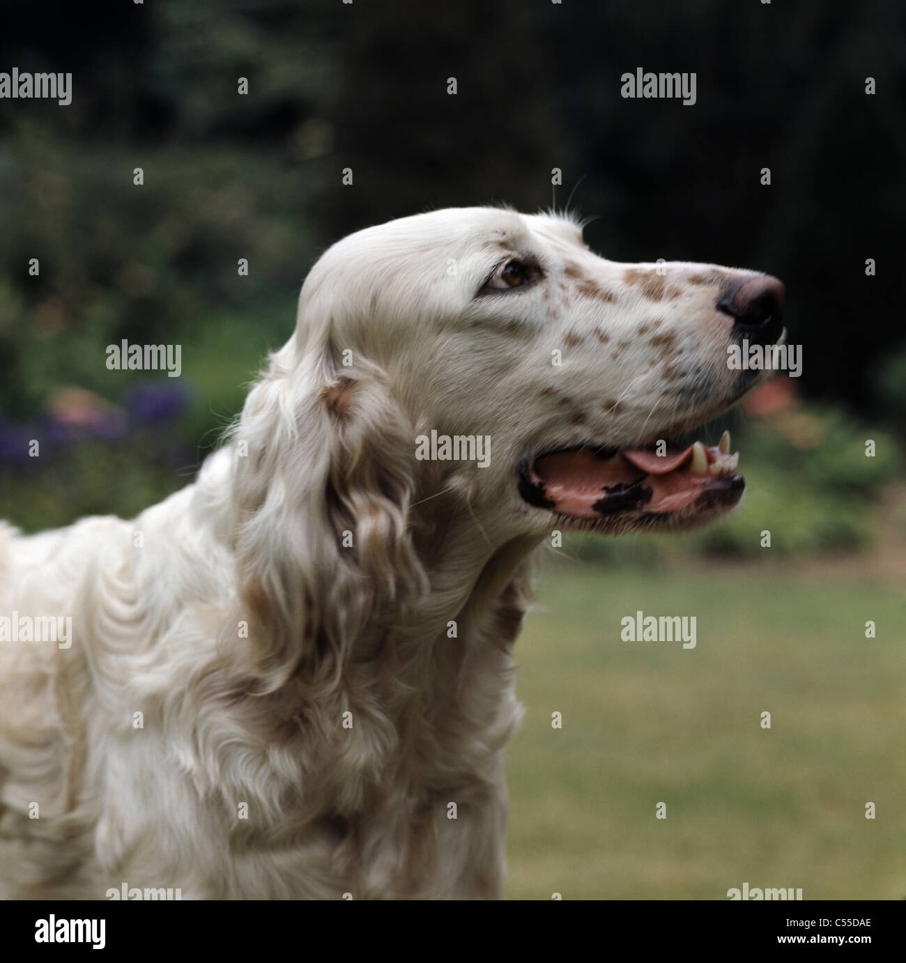 Close-up d'un setter Anglais Banque D'Images
