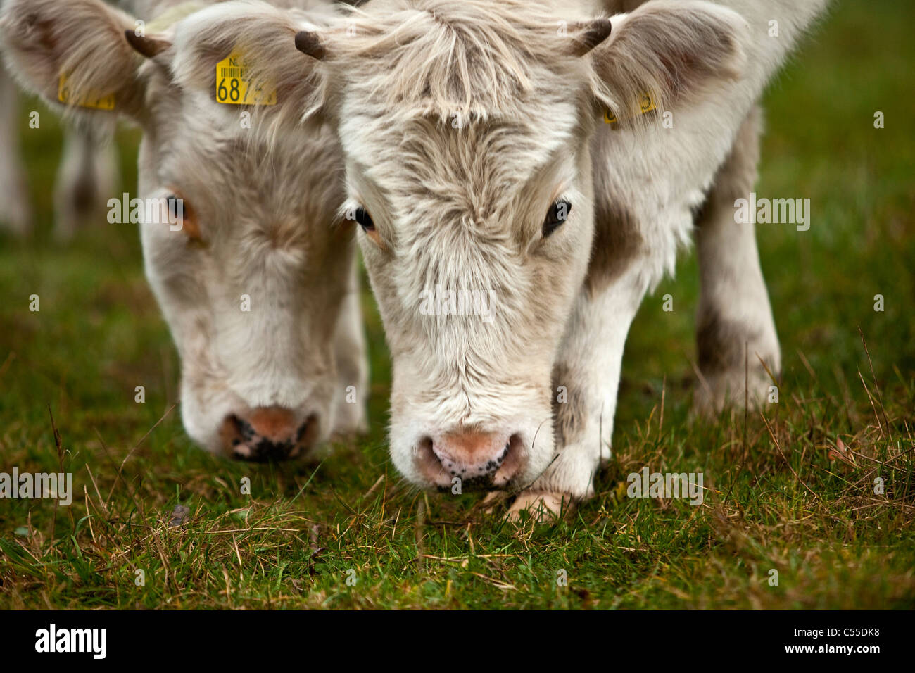 Les Pays-Bas, Winterswijk, vaches. Banque D'Images