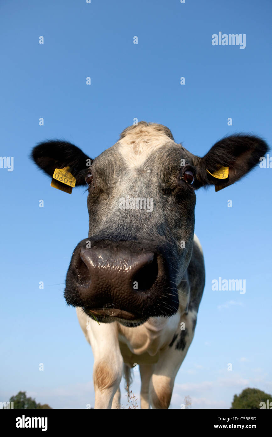 Les Pays-Bas, Epen, Close up cow Banque D'Images
