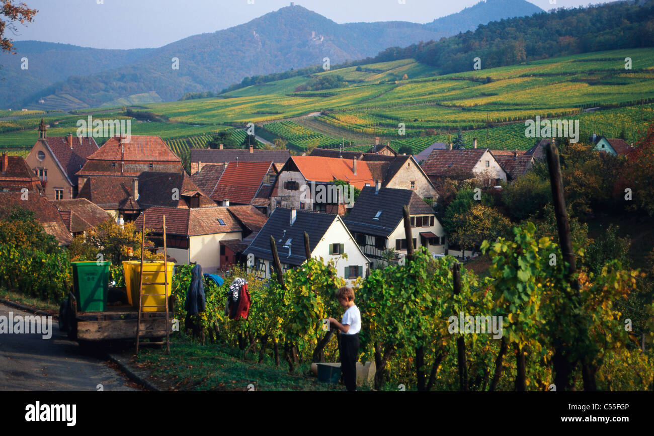 France, Alsace, Hunawihr, vignoble et le paysage urbain Banque D'Images