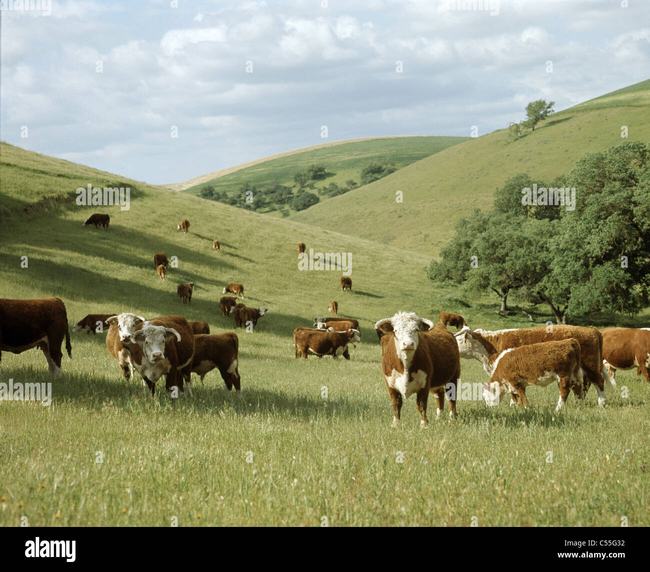 Bovins Hereford Banque D'Images