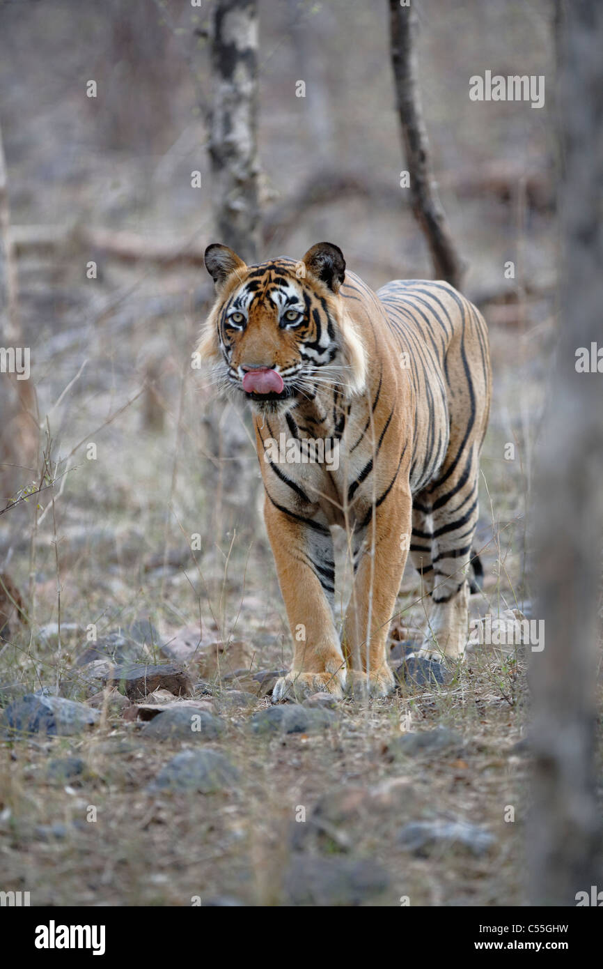 Tigre du Bengale garder un oeil sur les proies dans la forêt sauvage de Ranthambhore, Inde. ( Panthera tigris ) Banque D'Images