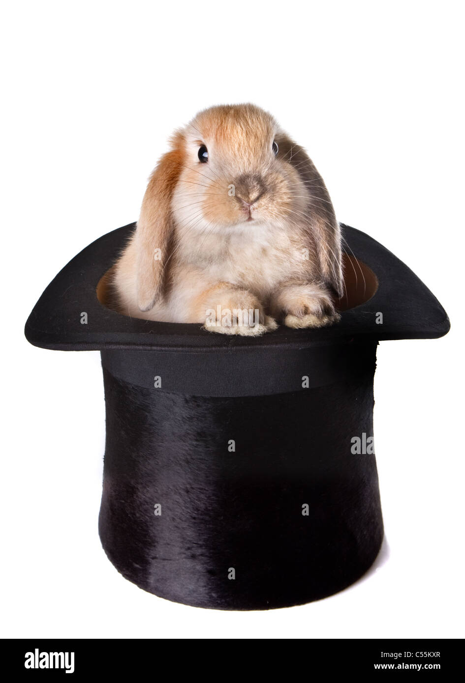 Petit lapin de Pâques comme une surprise dans un top hat Banque D'Images