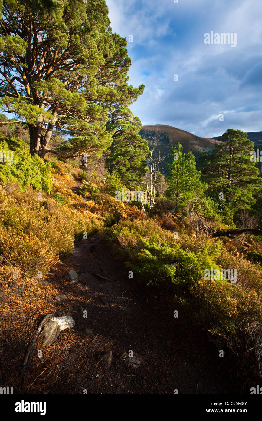L'Écosse, les Highlands écossais, le Parc National de Cairngorms. Procès de randonnée longeant une plantation de pins sylvestres Banque D'Images
