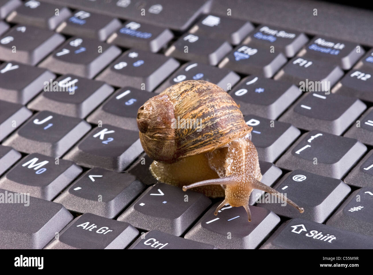 Brun commun Escargot sur clavier d'ordinateur. Banque D'Images