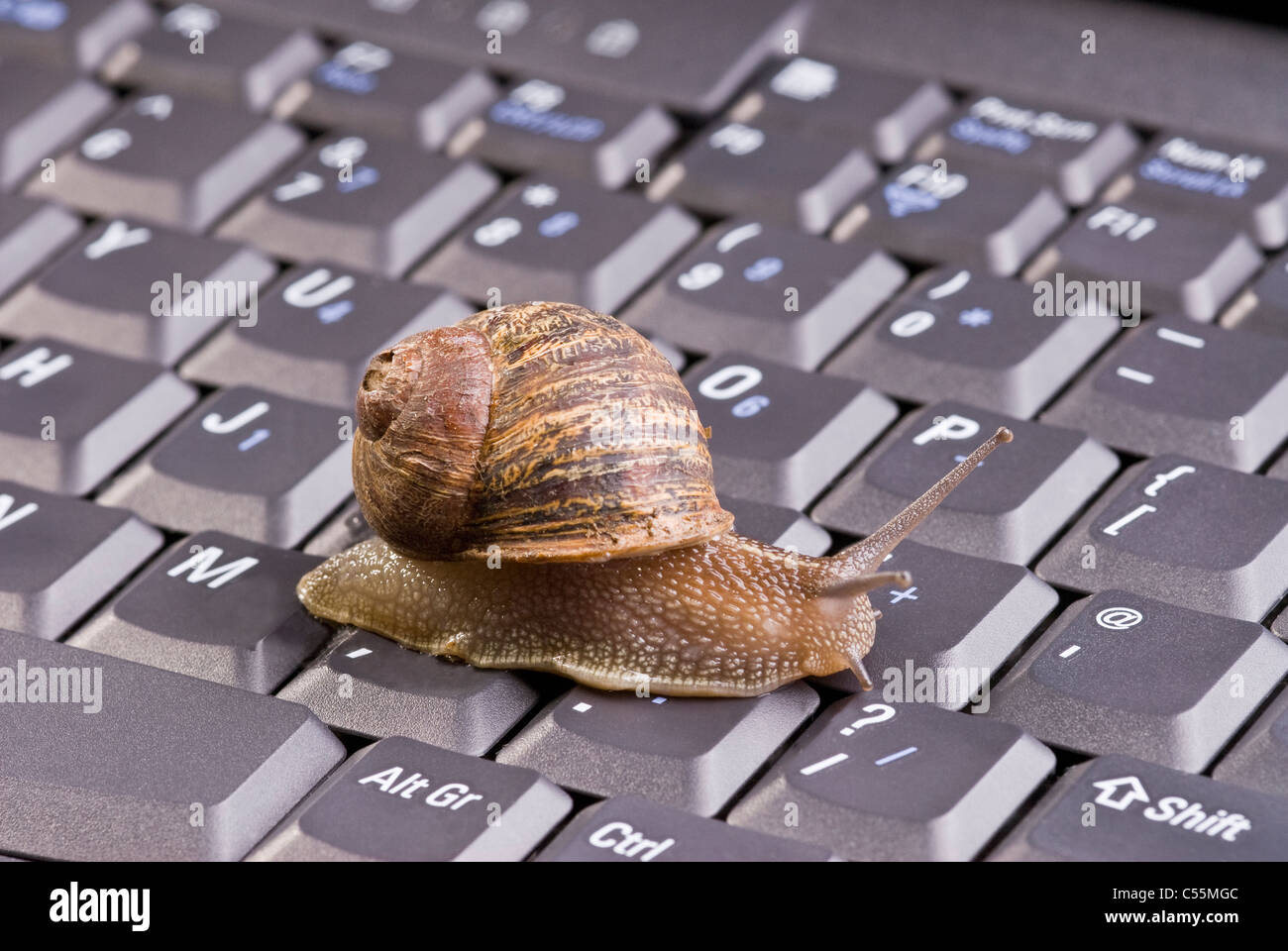 Brun commun Escargot sur clavier d'ordinateur. Banque D'Images