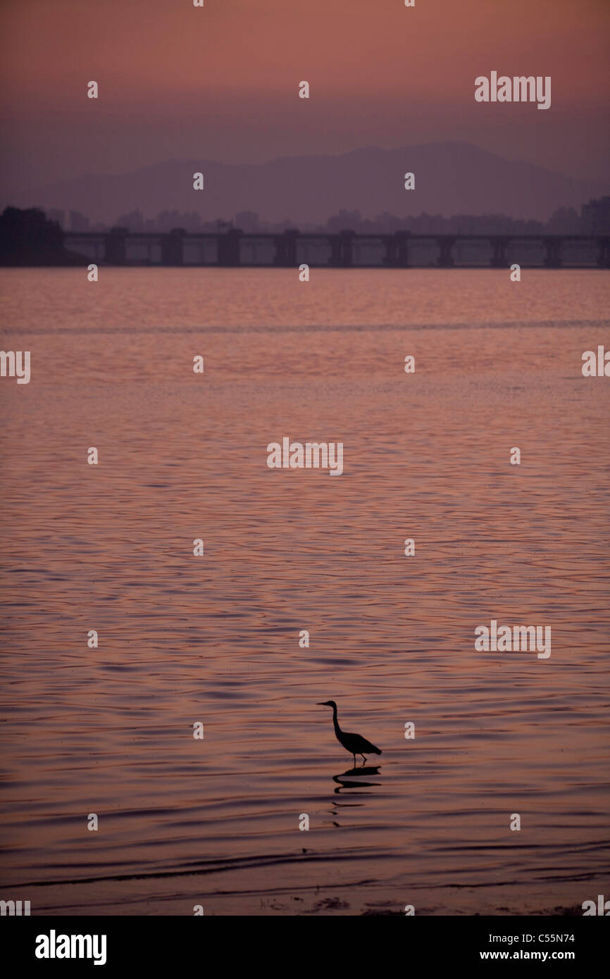 Un canard dans le cadre de la rivière coucher du soleil glow Banque D'Images