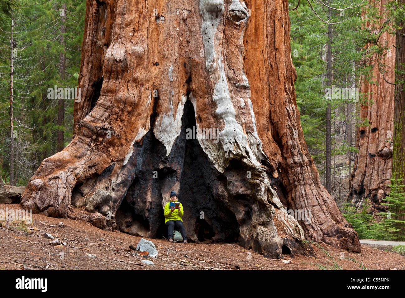 Guide touristique de lecture au repos contre un arbre séquoia géant Mariposa Grove Yosemite National Park California USA Banque D'Images