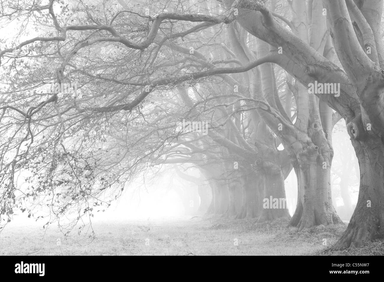 L'Angleterre, dans le Dorset, Kingston Lacy, hêtre avenue, rangée d'arbres Banque D'Images