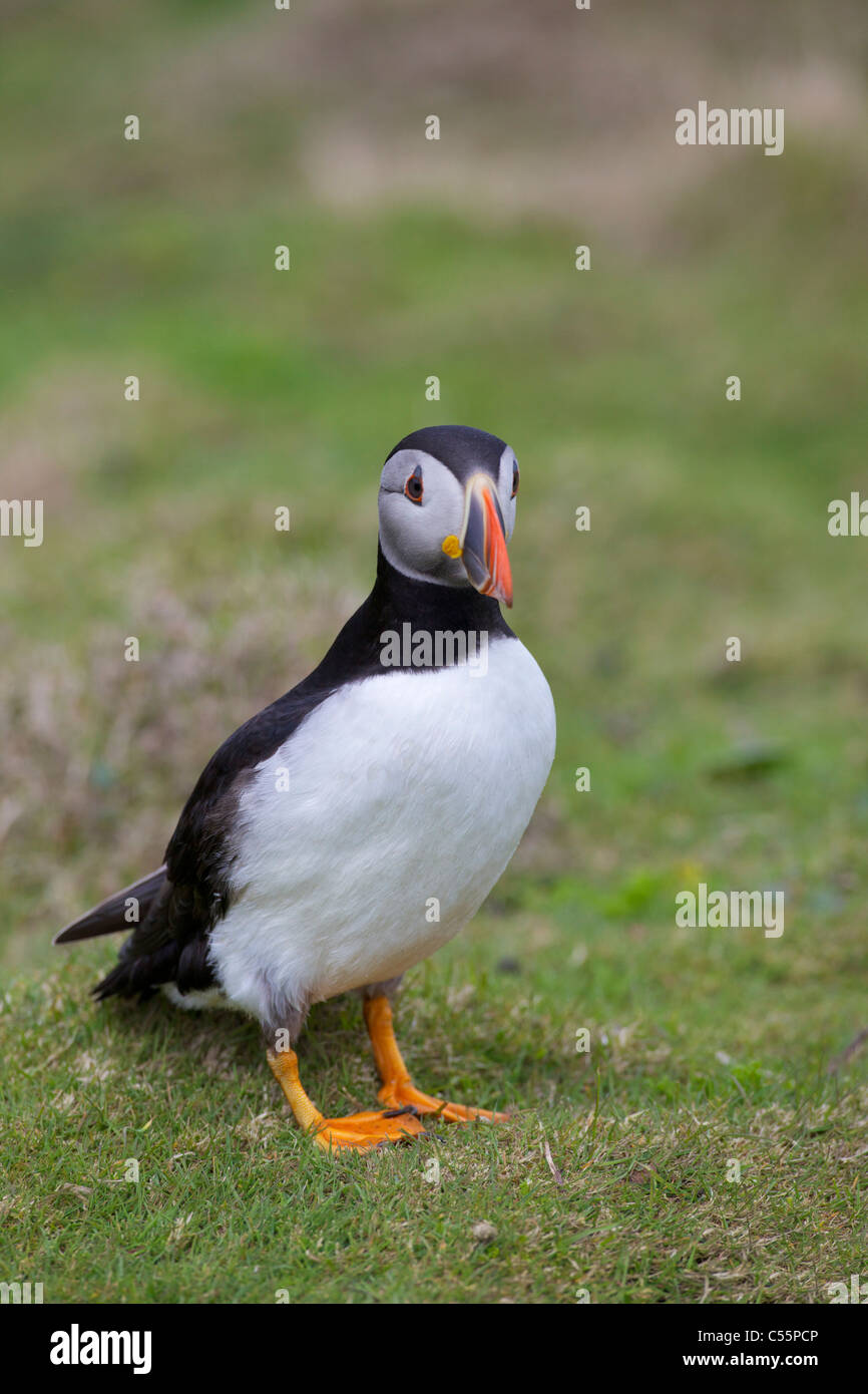 Close-up d'un macareux moine, Skomer Island, Parc National de Pembrokeshire Coast, le Pays de Galles Banque D'Images