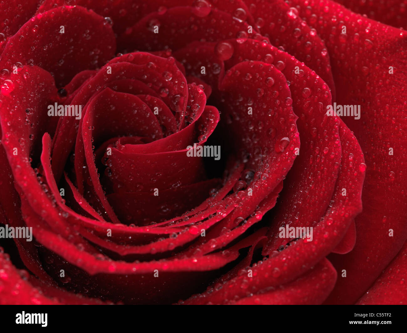 Photo Gros plan d'une belle rose rouge avec des gouttes d'eau sur ses pétales Banque D'Images