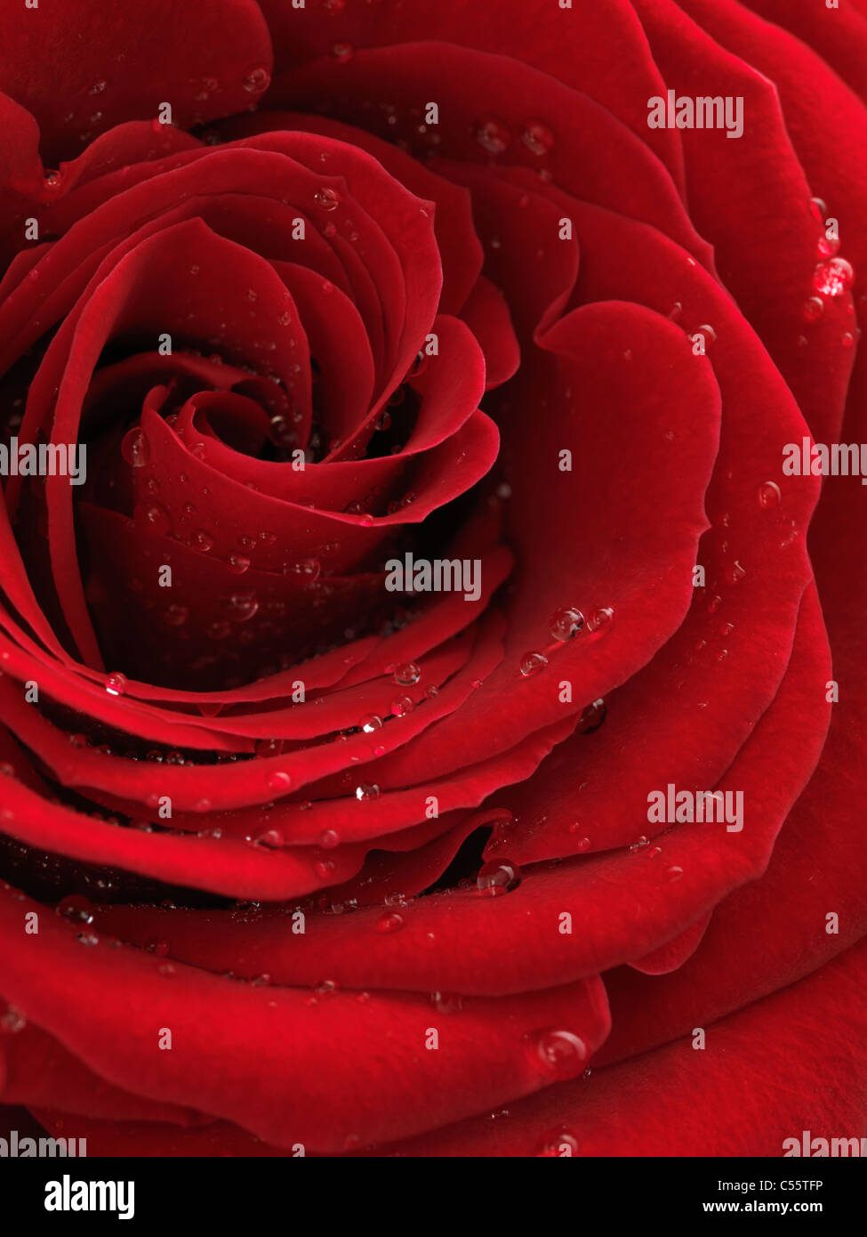 Photo Gros plan d'une belle rose rouge avec des gouttes d'eau sur ses pétales Banque D'Images