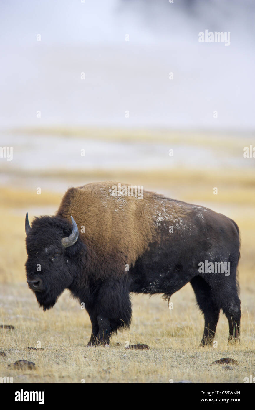 Le bison d'Amérique (Bison bison), Geyser Basin, Parc National de Yellowstone, Wyoming, USA Banque D'Images
