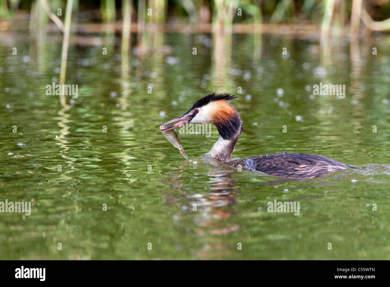 Les Pays-Bas, Amsterdam, le parc national De Biesbosch. Grèbe huppé Podiceps cristatus,, avec le poisson. Banque D'Images