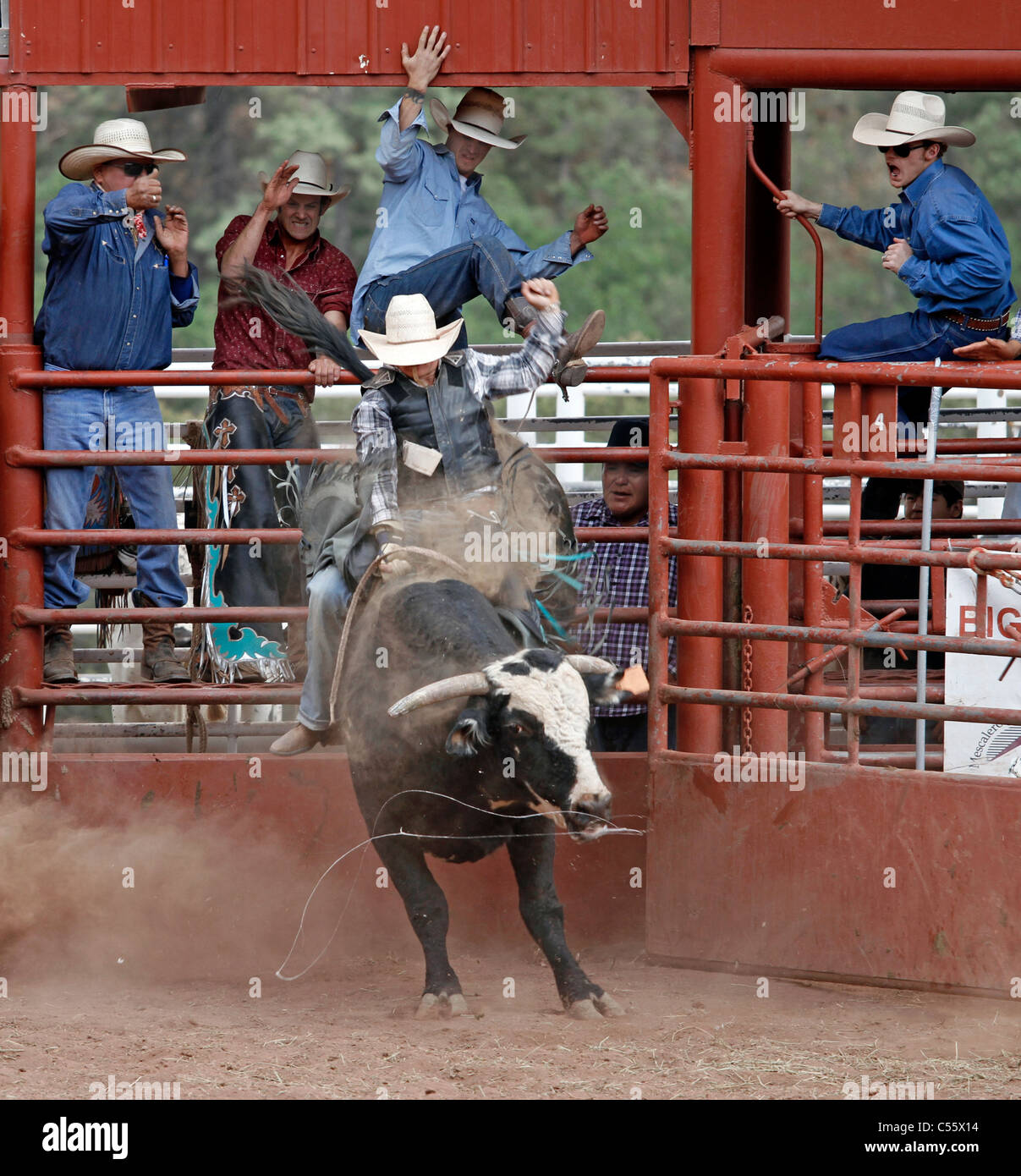 Concurrent sur le bull riding événement au rodéo indien annuel tenu à Mescalero, Nouveau Mexique. Banque D'Images