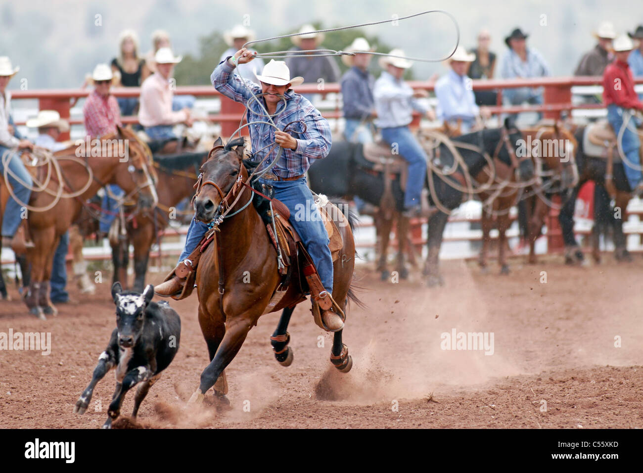 Concurrent dans le cas de veaux au lasso à l'assemblée annuelle tenue à rodéo indiens Mescalero, Nouveau Mexique. Banque D'Images