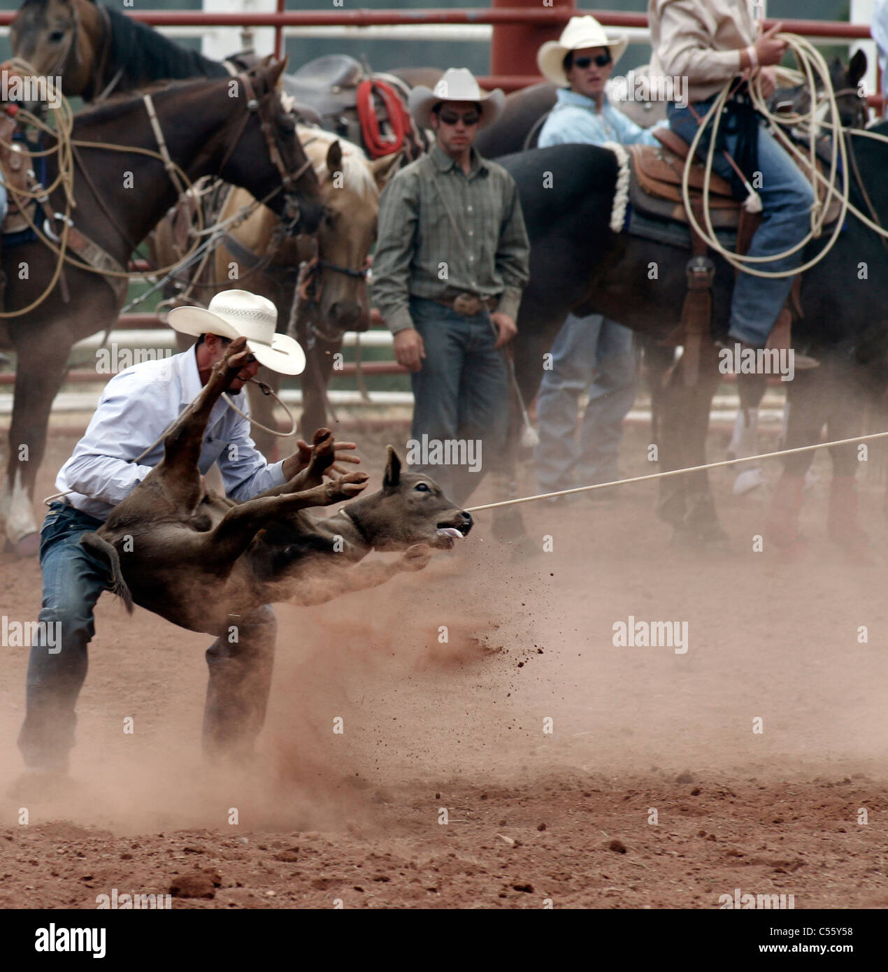 Concurrent dans le cas de veaux au lasso à l'assemblée annuelle tenue à rodéo indiens Mescalero, Nouveau Mexique. Banque D'Images