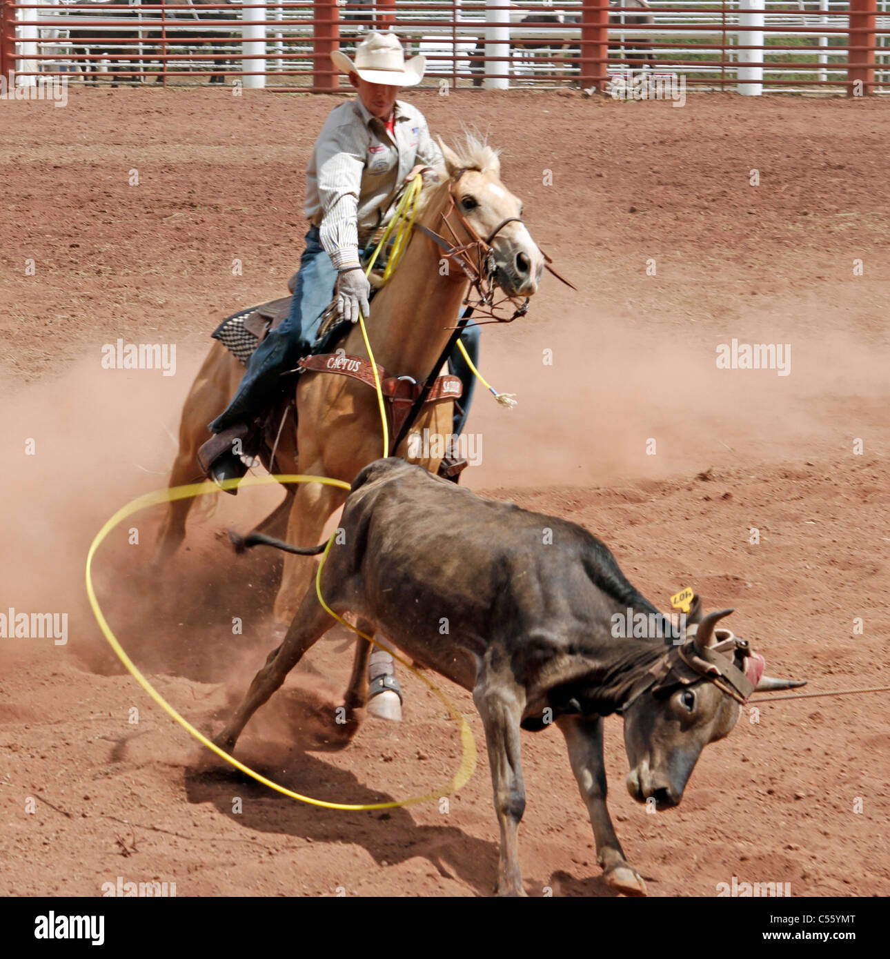 L'homme dans l'équipe roping concurrentes à l'Assemblée annuelle de l'événement tenu à rodéo indiens Mescalero, Nouveau Mexique. Banque D'Images