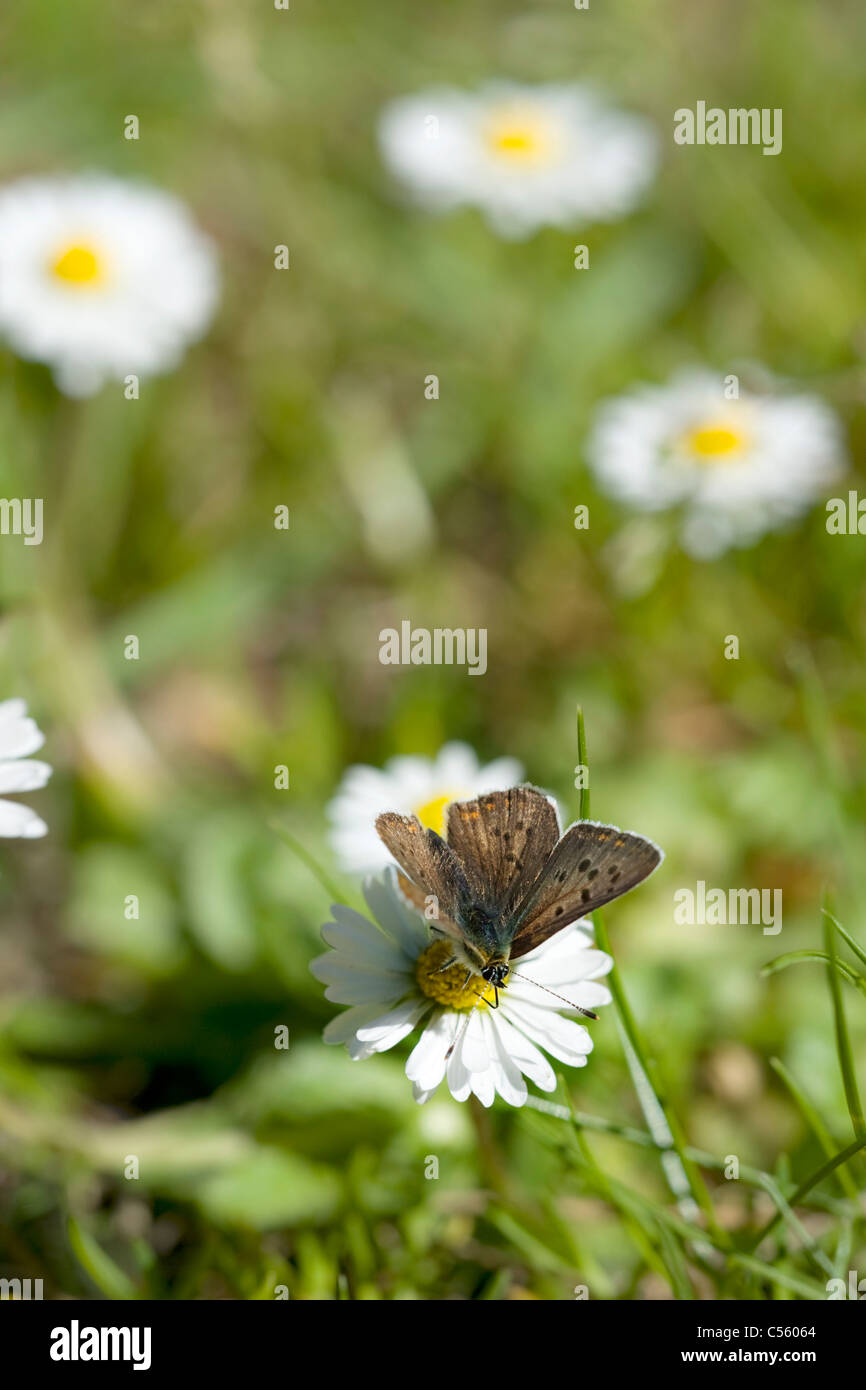 Le cuivre fuligineux (Lycaena tityrus) sur fleur Banque D'Images