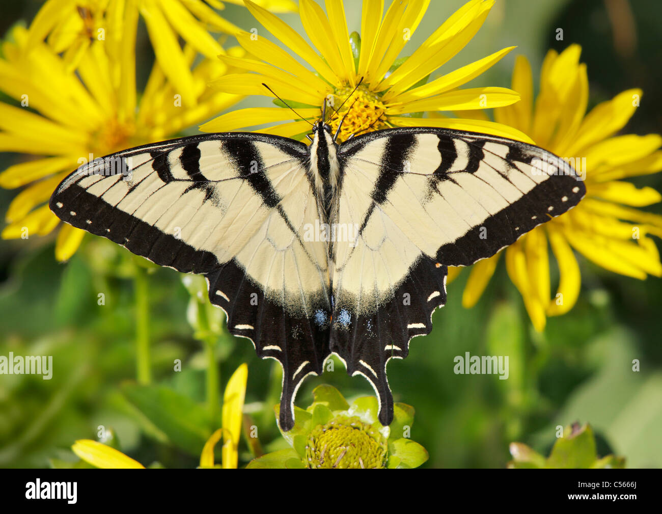 L'Est Tiger Swallowtail Butterfly sur une boussole Fleur, Papilio glaucus Linnaeus Banque D'Images