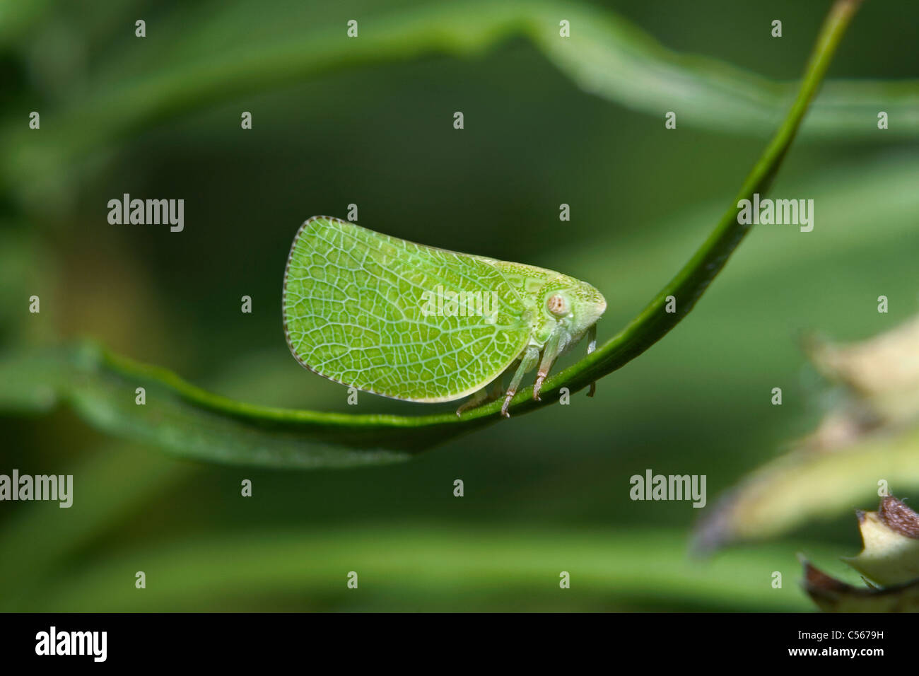 Un petit insecte, le feuilles cicadelle, Hopper, sur une feuille verte, Acanalonia conica, maîtres de l'Imitation Banque D'Images