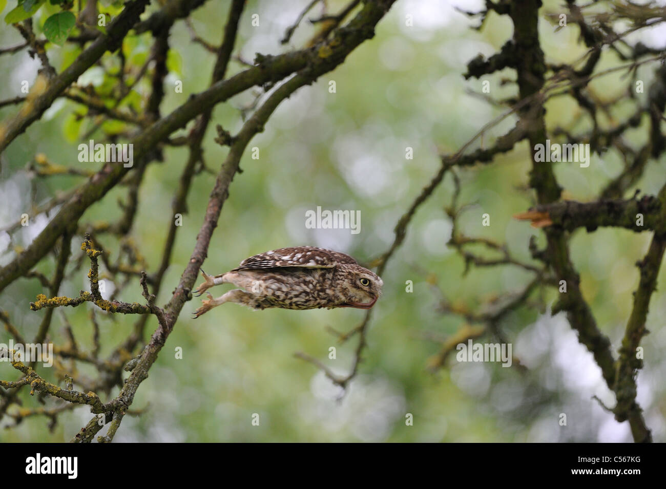 Chouette chevêche (Athene noctua) transportant un grand foyer-ver dans son projet de loi pour nourrir ses oisillons au nid au printemps Banque D'Images