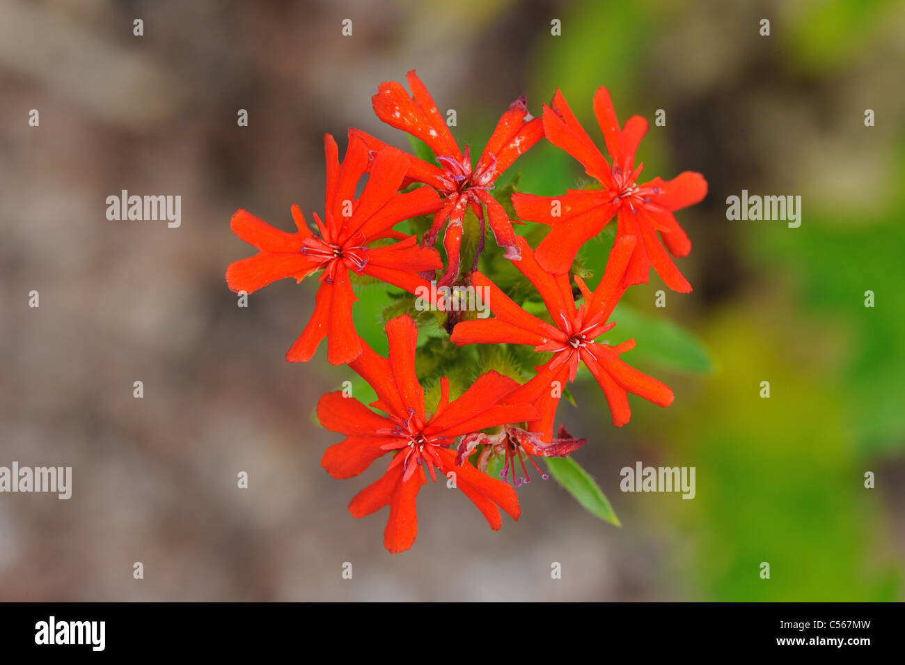Croix de Jérusalem - Croix de Malte - Lychnis chalcedonica (Nonesuch - Silene chalcedonica) floraison en été Banque D'Images