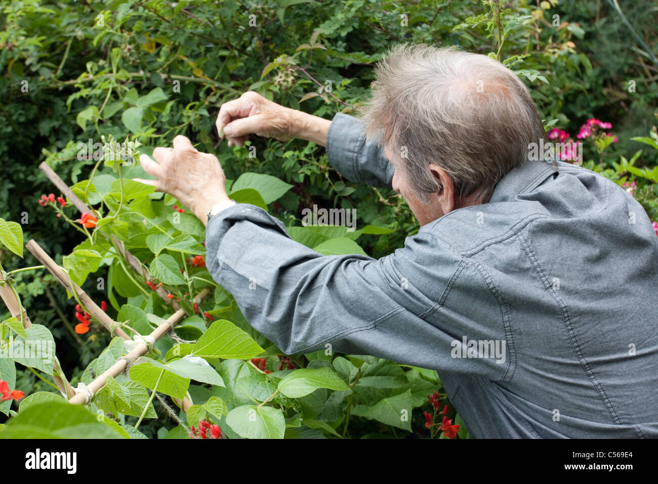 Tiré d'un homme sélectionner ses haricots plantes Banque D'Images