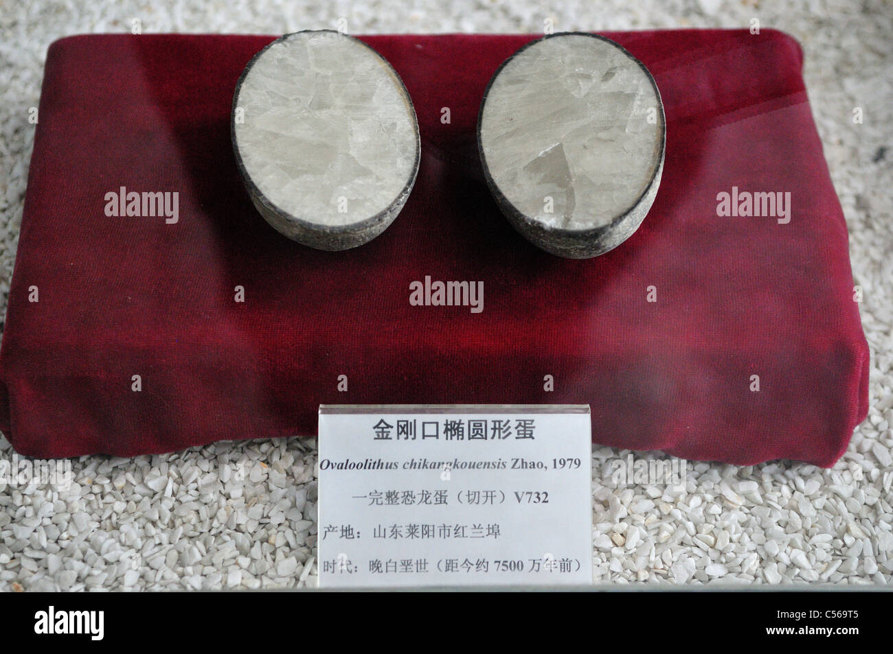 Oeuf de dinosaure fossile. Beijing, Chine. Banque D'Images