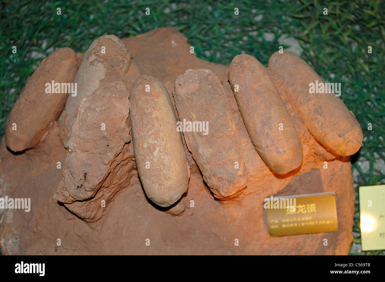 Un cluster d'oeufs de dinosaures fossilisés. Beijing, Chine. Banque D'Images