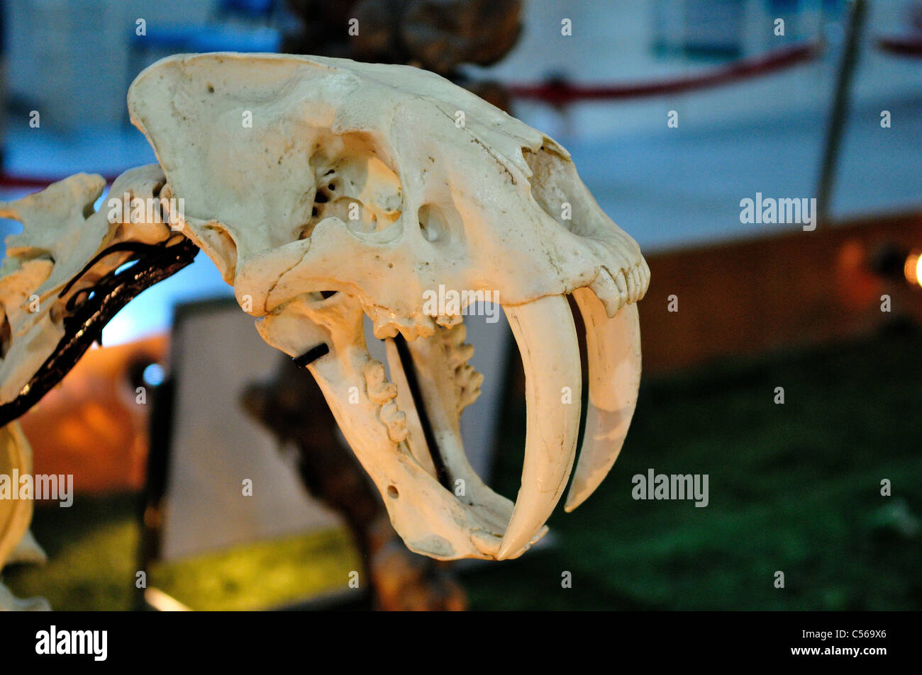 Crâne d'un tigre à dents de sabre. Beijing, Chine. Banque D'Images