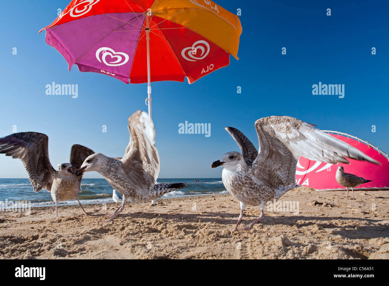 Les Pays-Bas, Zandvoort, mouettes sur plage, sous un parasol. Banque D'Images