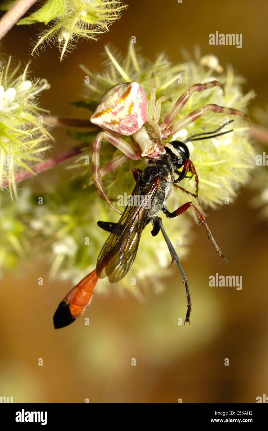 Araignée crabe (Thomisus onustus .) prédateurs sur un sable Wasp (Ammophila heydeni) Banque D'Images